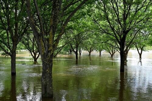 NSW Floods Lawyers Joint Effort